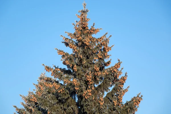 Zapfen auf dem Baum — Stockfoto