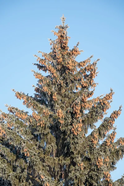 Шишки на дереве — стоковое фото