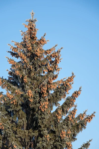 Шишки на дереве — стоковое фото