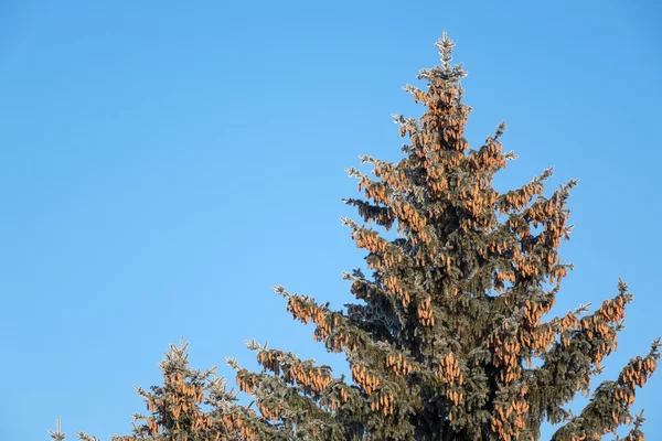 Cones na árvore — Fotografia de Stock