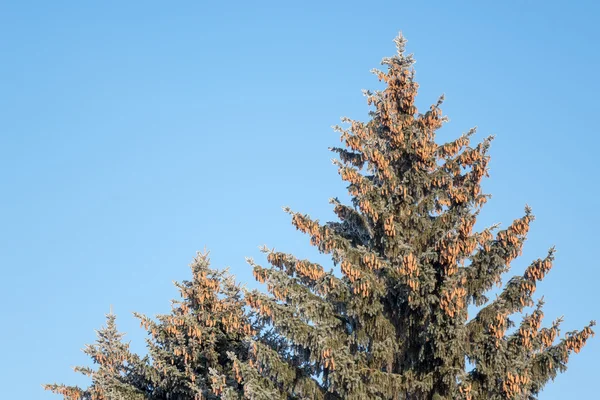 Zapfen auf dem Baum — Stockfoto