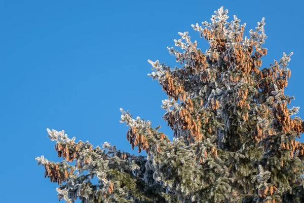 Green spruce cones high on blue sky background — Stock Photo, Image