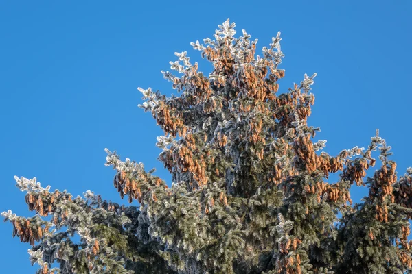 Grön Gran kottar högt på blå himmel bakgrund — Stockfoto