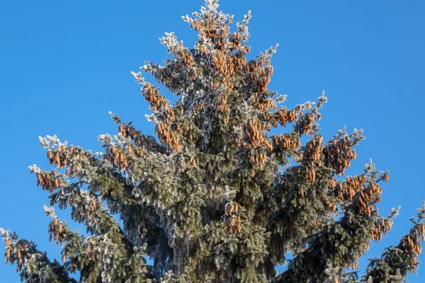 Green spruce cones high on blue sky background — Stock Photo, Image