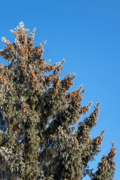 Grüne Fichtenzapfen hoch am blauen Himmel Hintergrund — Stockfoto