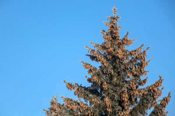 Cônes d'épicéa vert haut sur fond bleu ciel — Photo