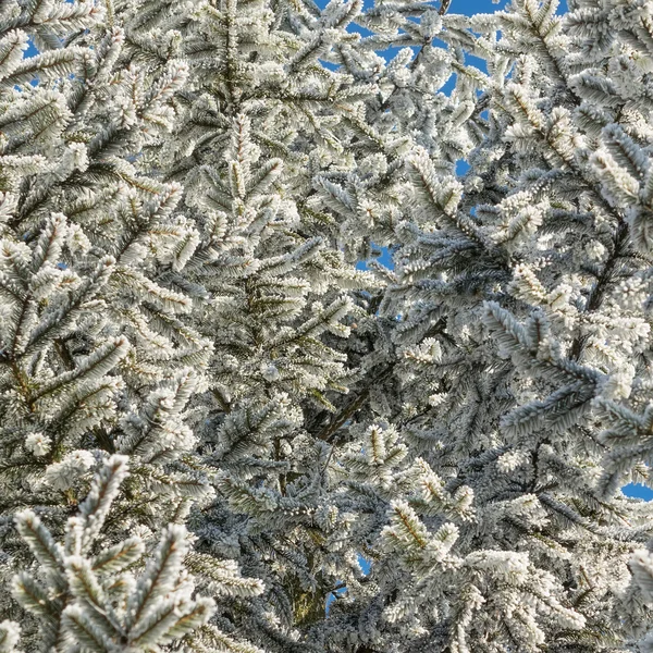 Winter background — Stock Photo, Image