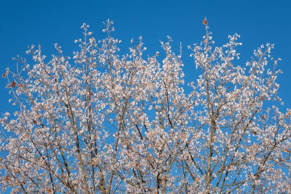 Árbol en escarcha blanca —  Fotos de Stock