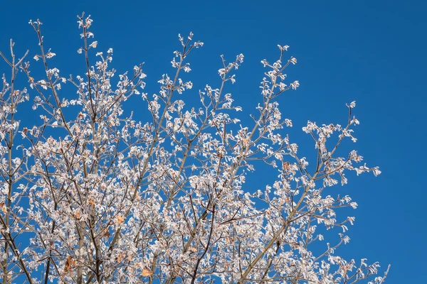 Tree in white frost Royalty Free Stock Images