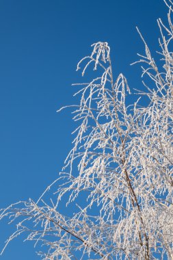 Frost beyaz ağaç