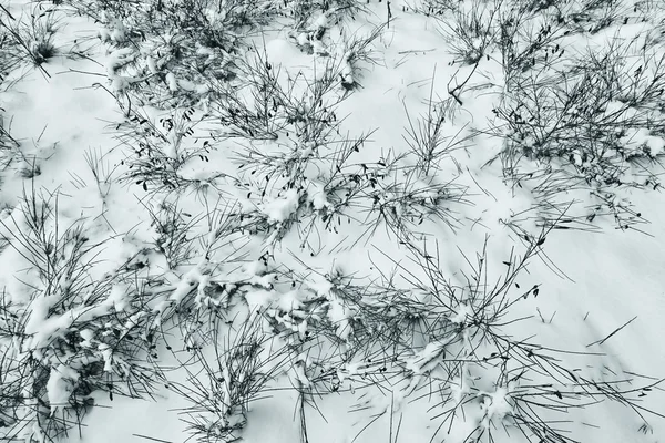 Plantas pequeñas — Foto de Stock