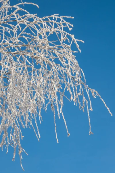 Tree in frost white — Stock Photo, Image