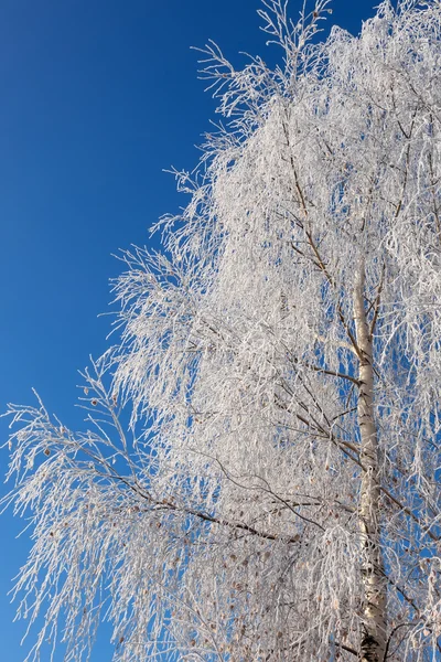 Дерево в морозі біле — стокове фото