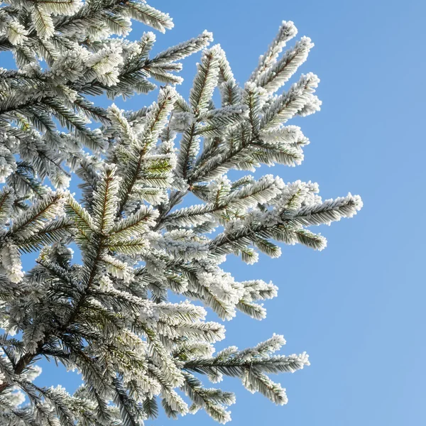 Дерево в морозі біле — стокове фото