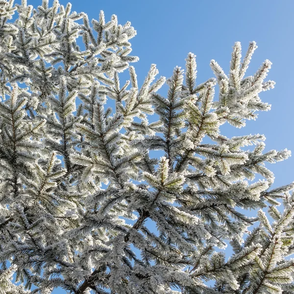 Winter tree — Stock Photo, Image