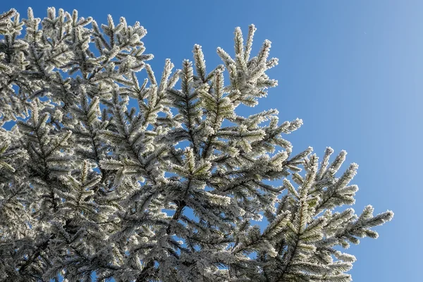 Winter tree — Stock Photo, Image