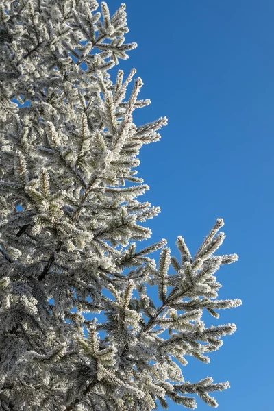 Winter tree — Stock Photo, Image