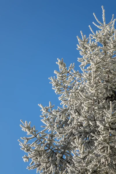 Vinterträd — Stockfoto