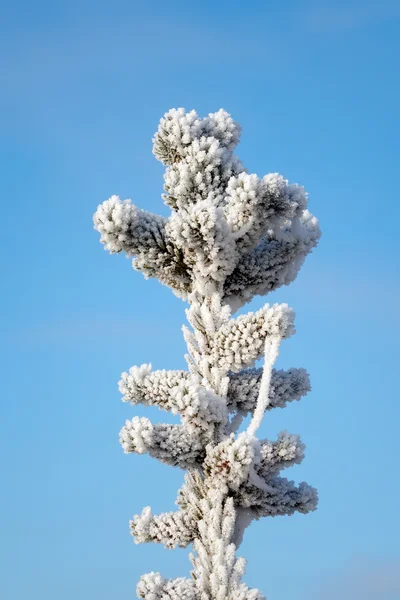 Ялина зимовий мороз білий — стокове фото