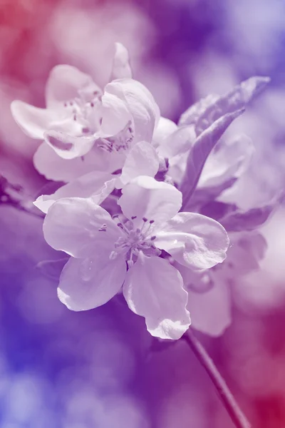 Flores — Fotografia de Stock