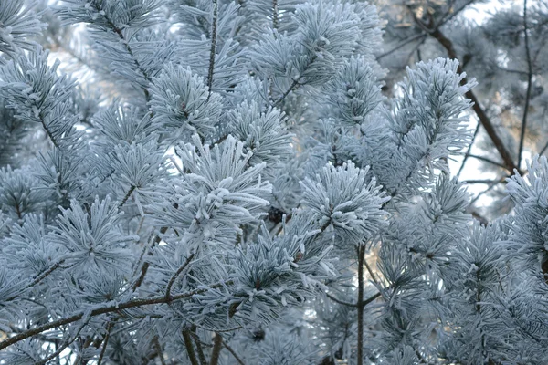 Frosty white frost — Stock Photo, Image