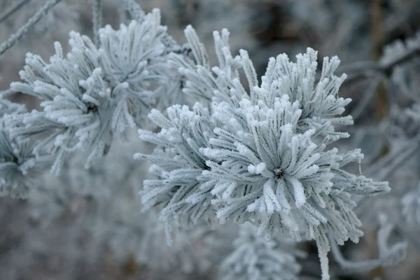 Frosty white frost — Stock Photo, Image