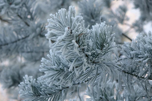 冷ややかな白い霜 — ストック写真