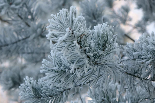 Frosty white frost — Stock Photo, Image