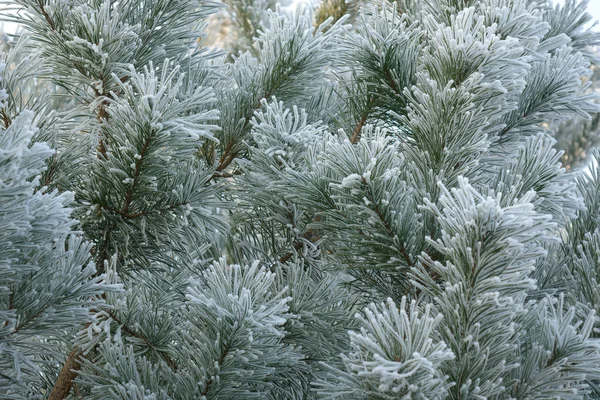 Frosty white frost — Stockfoto