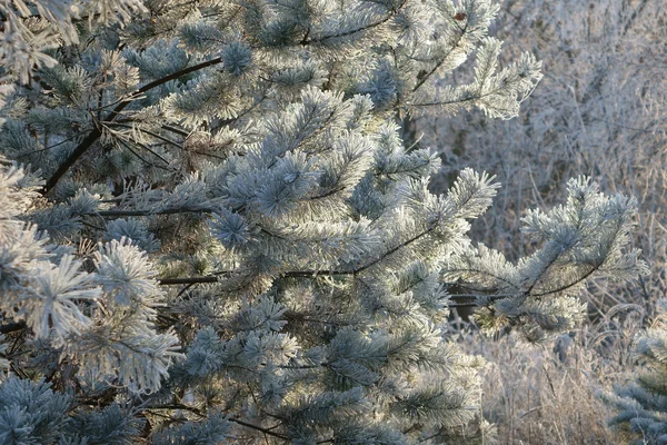 Frosty white frost — Stock Photo, Image