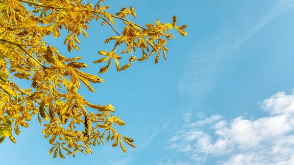 Żółte liście drzewa — Zdjęcie stockowe