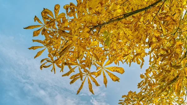 Gelbe Blätter des Baumes — Stockfoto