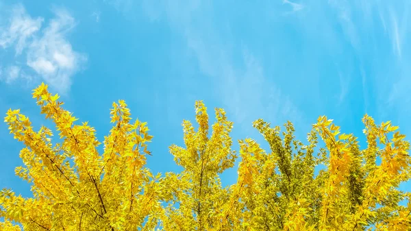 Żółte liście drzewa — Zdjęcie stockowe