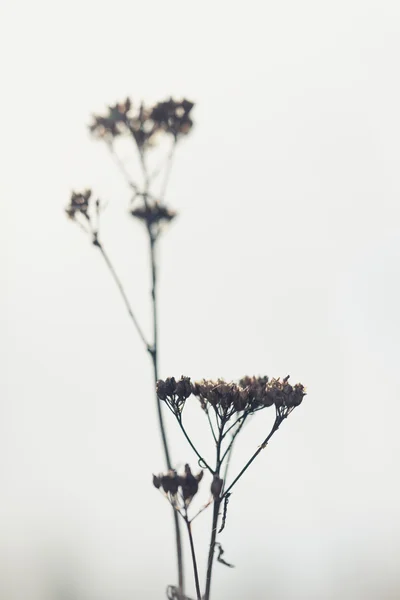 Plantas resumen — Foto de Stock