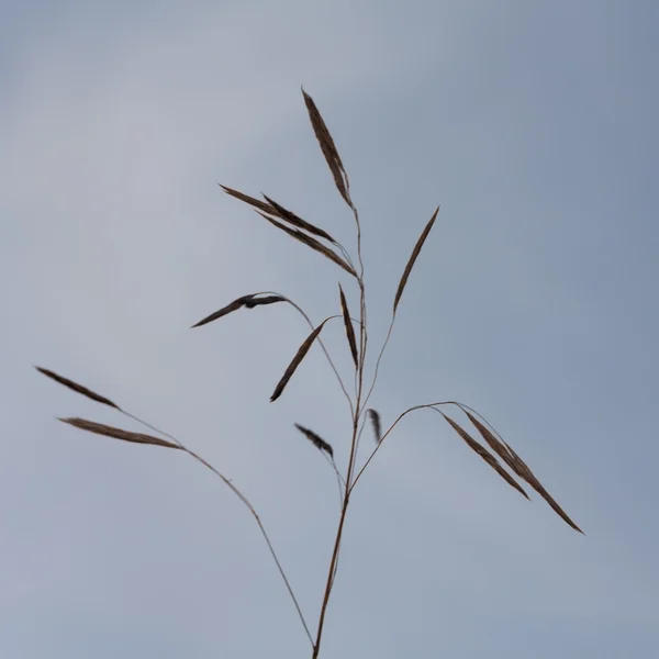 Abstrakte Pflanzen — Stockfoto