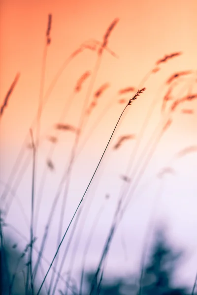 Abstraktní rostliny Stock Fotografie