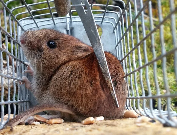 Mouse caught alive — Stock Photo, Image