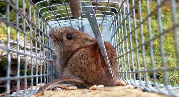 Mouse caught alive — Stock Photo, Image