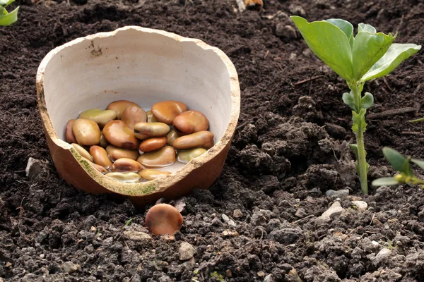 Frijoles en la tierra —  Fotos de Stock