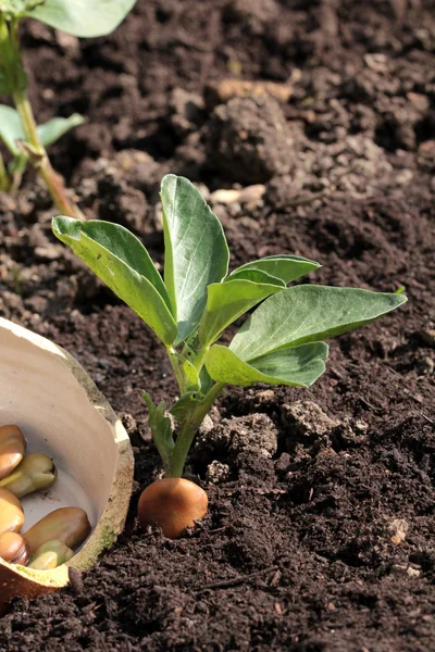 Fagioli nella terra — Foto Stock