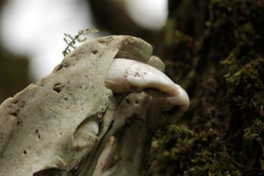 wid yaban domuzu kafatası