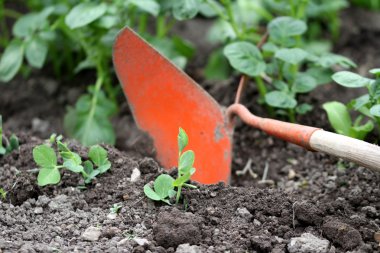 patates Organik çiftçilik