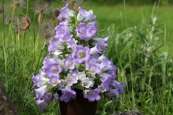 Fresh bell flowers — Stock Photo, Image