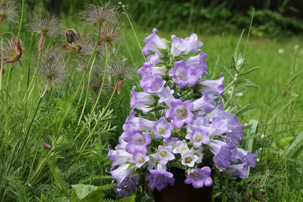 Fresh bell flowers — Stock Photo, Image