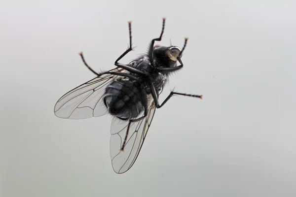 Макро мухи из стекла — стоковое фото