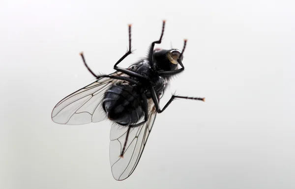 Макро мухи из стекла — стоковое фото