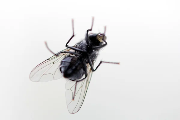 Fliegenmakro aus Glas — Stockfoto