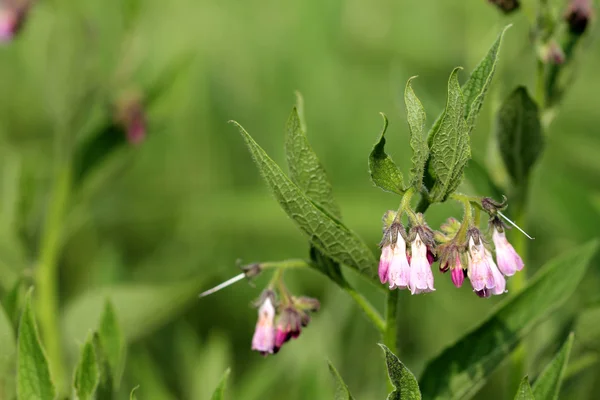 Comfrey 꽃 자연에서에서 매크로 — 스톡 사진