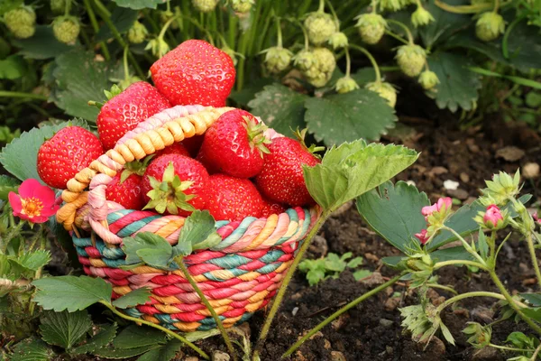 Φράουλες στο καλάθι — Φωτογραφία Αρχείου