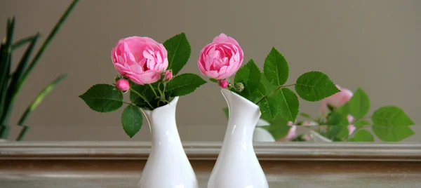 Makroklimatische Rosen — Stockfoto